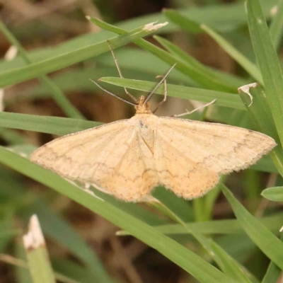 Scopula rubraria (Reddish Wave, Plantain Moth) at Turner, ACT - 4 Jan 2024 by ConBoekel