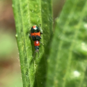 Dicranolaius bellulus at Mulligans Flat - 4 Jan 2024