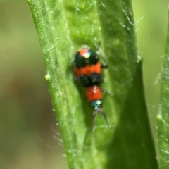 Dicranolaius bellulus at Mulligans Flat - 4 Jan 2024