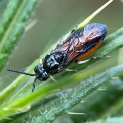 Lophyrotoma analis (Sawfly, Dock Sawfly) at Mulligans Flat - 4 Jan 2024 by Hejor1
