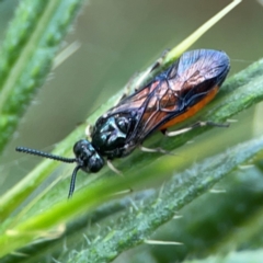 Lophyrotoma analis (Sawfly, Ironbark Sawfly) at Forde, ACT - 4 Jan 2024 by Hejor1