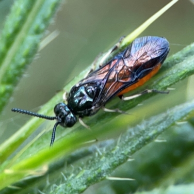 Lophyrotoma analis (Sawfly, Dock Sawfly) at Mulligans Flat - 4 Jan 2024 by Hejor1