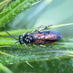 Lophyrotoma analis at Mulligans Flat - 4 Jan 2024 02:37 PM