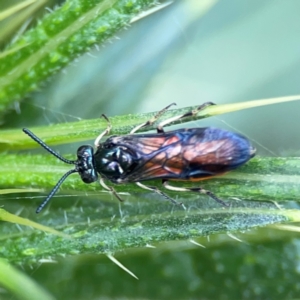 Lophyrotoma analis at Mulligans Flat - 4 Jan 2024 02:37 PM