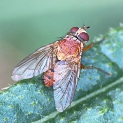 Palpostoma sp. (genus) at Mulligans Flat - 4 Jan 2024 by Hejor1