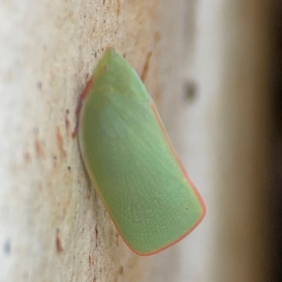 Siphanta acuta (Green planthopper, Torpedo bug) at Forde, ACT - 4 Jan 2024 by Hejor1