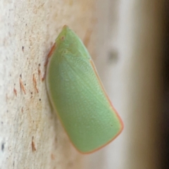 Siphanta acuta at Mulligans Flat - 4 Jan 2024 02:40 PM