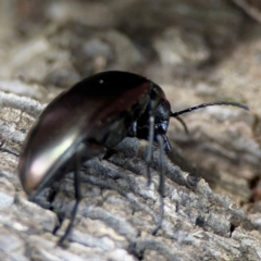 Chalcopteroides sp. (genus) (Rainbow darkling beetle) at Mulligans Flat - 4 Jan 2024 by Hejor1