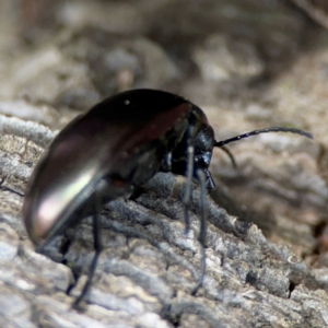 Chalcopteroides sp. (genus) at Mulligans Flat - 4 Jan 2024