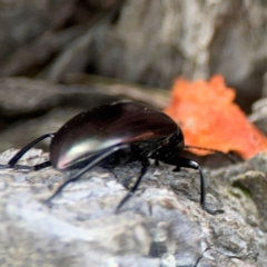 Chalcopteroides sp. (genus) at Mulligans Flat - 4 Jan 2024