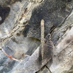 Psychidae (family) IMMATURE (Unidentified case moth or bagworm) at Forde, ACT - 4 Jan 2024 by Hejor1