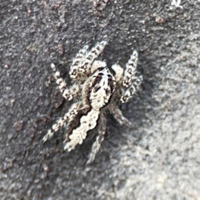 Clynotis severus (Stern Jumping Spider) at Mulligans Flat - 4 Jan 2024 by Hejor1