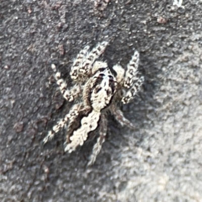 Clynotis severus (Stern Jumping Spider) at Forde, ACT - 4 Jan 2024 by Hejor1