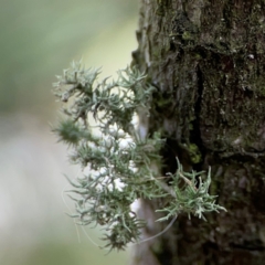 Usnea sp. (genus) at Mulligans Flat - 4 Jan 2024 by Hejor1