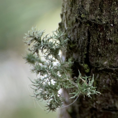 Unidentified Lichen at Forde, ACT - 4 Jan 2024 by Hejor1