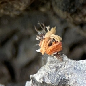 Chrysopidae (family) at Mulligans Flat - 4 Jan 2024