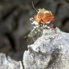 Chrysopidae (family) at Mulligans Flat - 4 Jan 2024