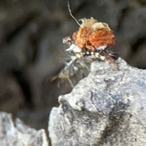 Chrysopidae (family) at Mulligans Flat - 4 Jan 2024