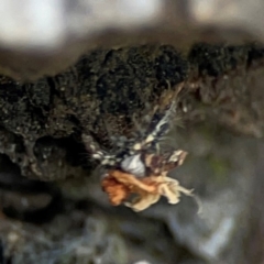 Chrysopidae (family) at Mulligans Flat - 4 Jan 2024