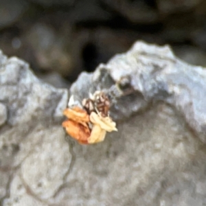 Chrysopidae (family) at Mulligans Flat - 4 Jan 2024