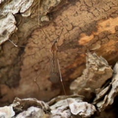 Limoniidae (family) (Unknown Limoniid Crane Fly) at Forde, ACT - 4 Jan 2024 by Hejor1