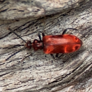 Lemodes coccinea at Mulligans Flat - 4 Jan 2024 03:06 PM