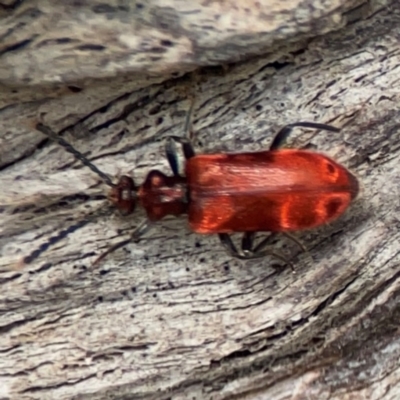 Lemodes coccinea (Scarlet ant beetle) at Mulligans Flat - 4 Jan 2024 by Hejor1