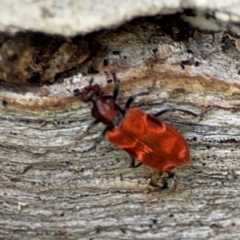 Lemodes coccinea at Mulligans Flat - 4 Jan 2024 03:06 PM