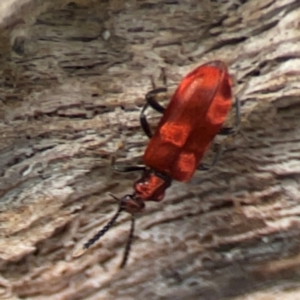 Lemodes coccinea at Mulligans Flat - 4 Jan 2024 03:06 PM