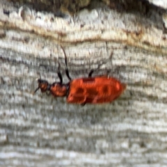 Lemodes coccinea at Mulligans Flat - 4 Jan 2024 03:06 PM