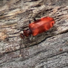 Lemodes coccinea at Mulligans Flat - 4 Jan 2024 03:06 PM