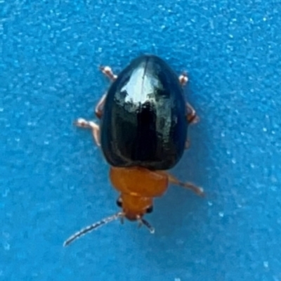 Adoxia sp. (genus) (Leaf beetle) at Forde, ACT - 4 Jan 2024 by Hejor1
