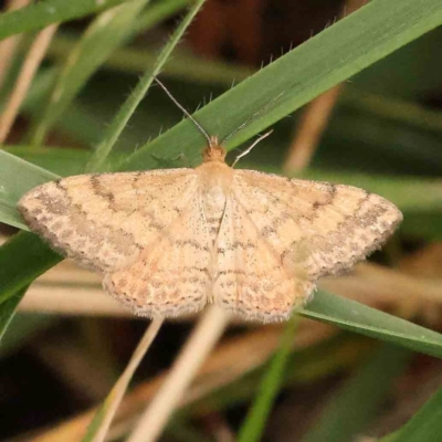 Scopula rubraria (Reddish Wave, Plantain Moth) at Turner, ACT - 4 Jan 2024 by ConBoekel