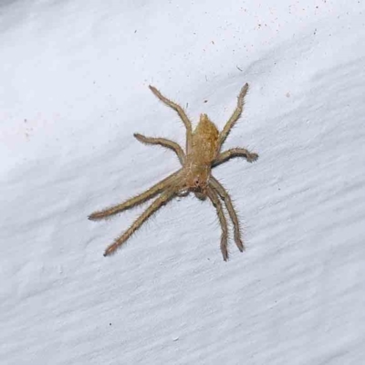 Unidentified Huntsman spider (Sparassidae) at Turner, ACT - 31 Dec 2023 by ConBoekel