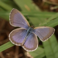 Zizina otis (Common Grass-Blue) at Haig Park - 4 Jan 2024 by ConBoekel