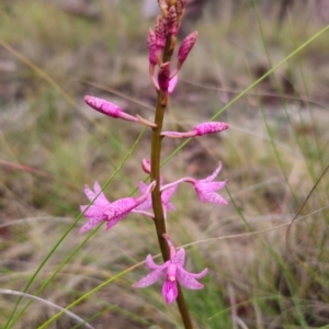 Dipodium roseum at QPRC LGA - 4 Jan 2024