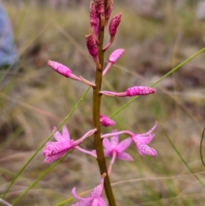 Dipodium roseum at QPRC LGA - 4 Jan 2024