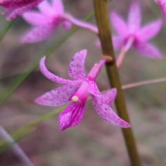 Dipodium roseum at QPRC LGA - 4 Jan 2024