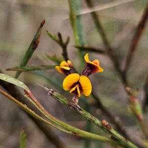 Daviesia leptophylla at QPRC LGA - 4 Jan 2024