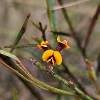 Daviesia leptophylla (Slender Bitter Pea) at QPRC LGA - 4 Jan 2024 by Csteele4