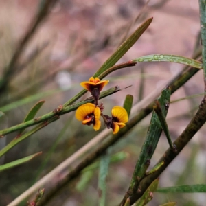 Daviesia leptophylla at QPRC LGA - 4 Jan 2024