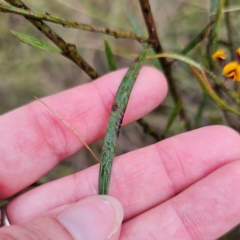 Daviesia leptophylla at QPRC LGA - 4 Jan 2024