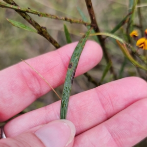 Daviesia leptophylla at QPRC LGA - 4 Jan 2024