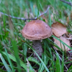 Leccinum snelii (Snell's Bolete) at QPRC LGA - 4 Jan 2024 by Csteele4