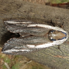 Endoxyla encalypti (Wattle Goat Moth) at Acton, ACT - 29 Dec 2023 by Christine