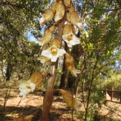Gastrodia procera (Tall Potato Orchid) - 1 Jan 1900 by Christine