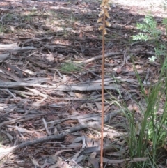 Gastrodia procera at Namadgi National Park - suppressed