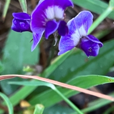 Glycine tabacina (Variable Glycine) at GG86 - 4 Jan 2024 by KL