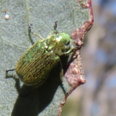 Diphucephala sp. (genus) (Green Scarab Beetle) at Namadgi National Park - 30 Dec 2023 by Christine