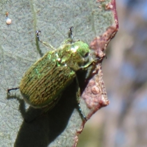 Diphucephala sp. (genus) at Namadgi National Park - 30 Dec 2023